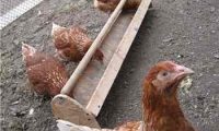 The business plan of breeding hens