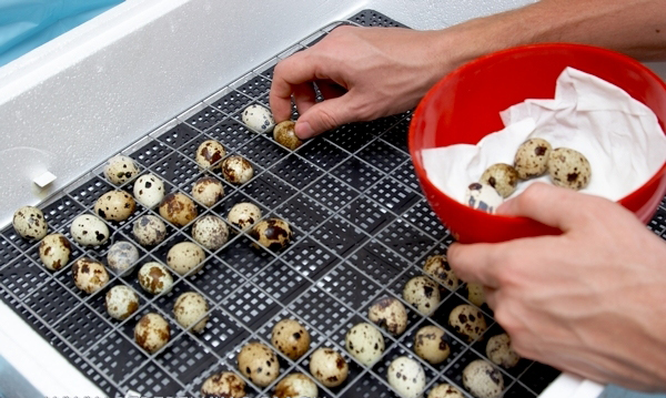 Technology quail breeding