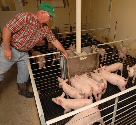 Кормление свиней