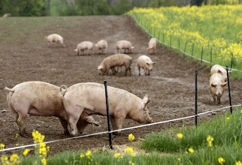 Paddock for pigs