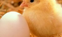 Business plan for growing broilers
