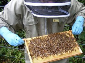 Бізнес план бджільництва