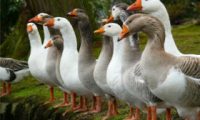 The business plan of breeding geese