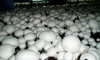 Business Plan mushroom cultivation