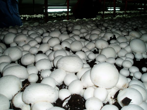 Бізнес план вирощування грибів