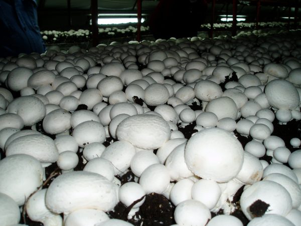 Business Plan mushroom cultivation