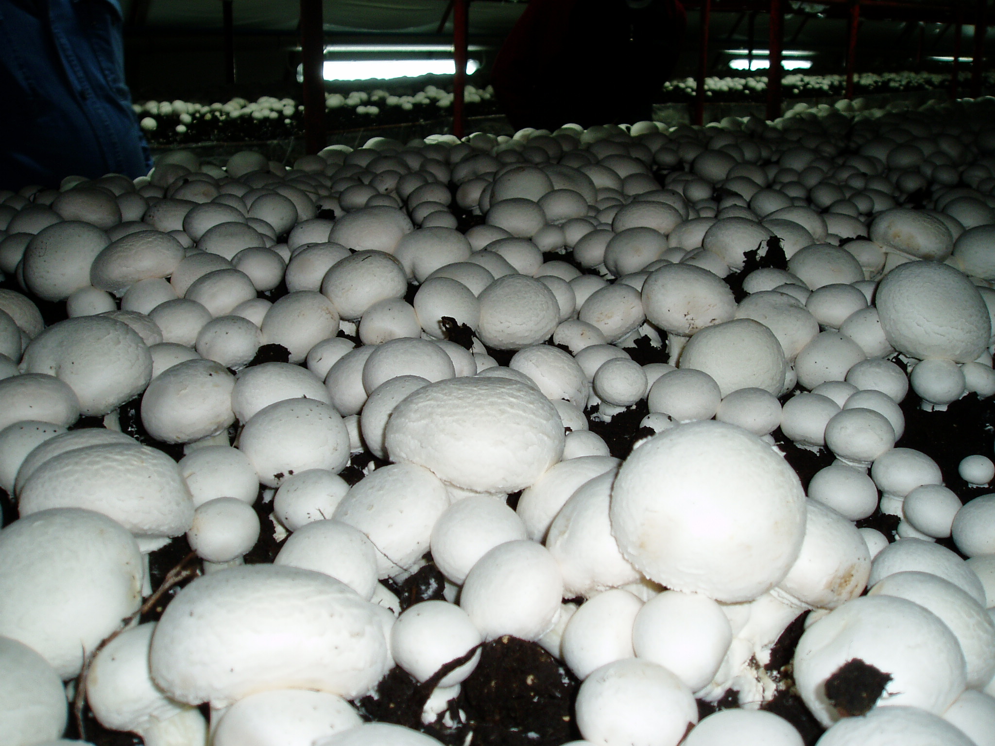 Курсовая работа по теме Технология выращивания грибов