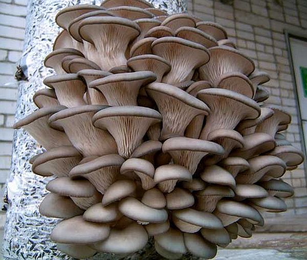 Бізнес план вирощування грибів