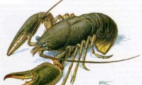 Business Plan breeding crayfish