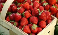 Business strawberry cultivation plan