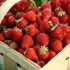 Business strawberry cultivation plan