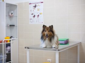 Business veterinary clinic plan