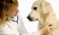 Бізнес план ветеринарної клініки