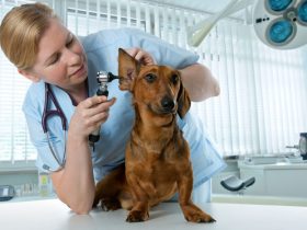 Biznes veterinariya klinikasi rejasi