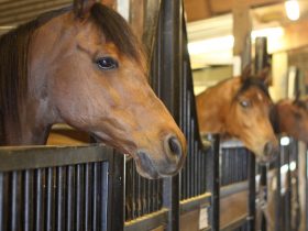 Скачать бизнес план конного-спортивного клуба даром