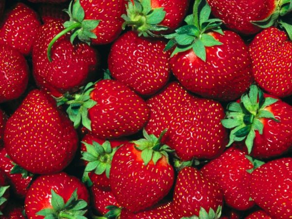 Business strawberry cultivation plan